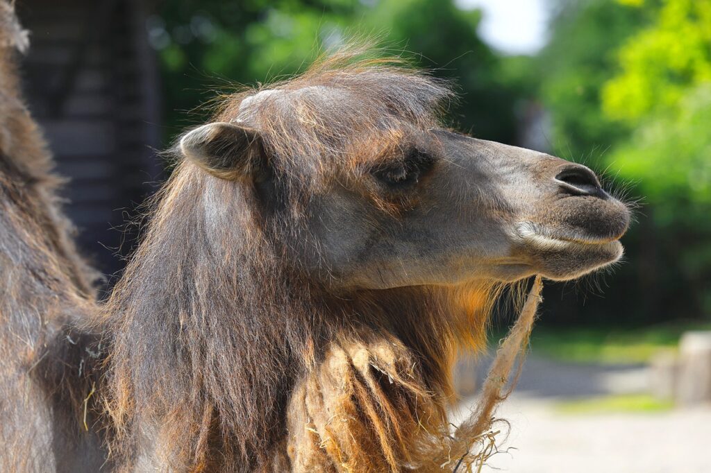 bactrian camel, camel, mongolian camel-7295116.jpg