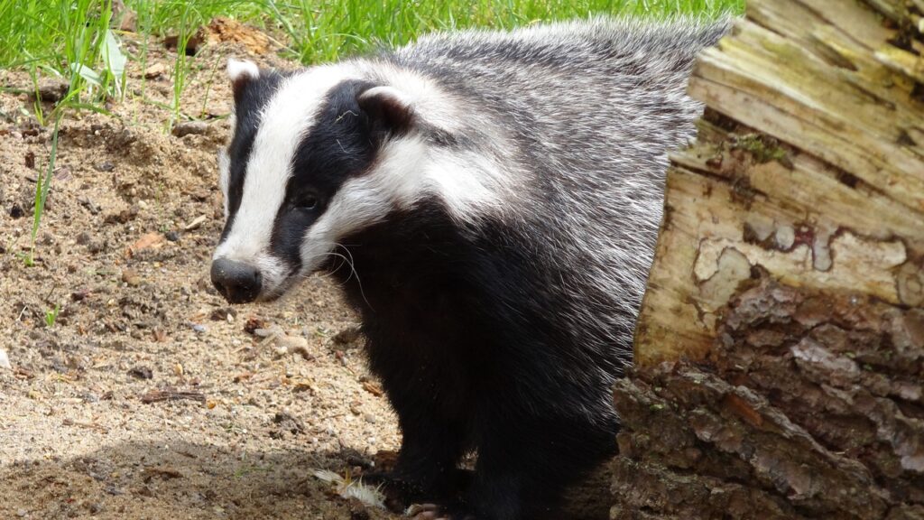 badger, animal, badgers-44202.jpg