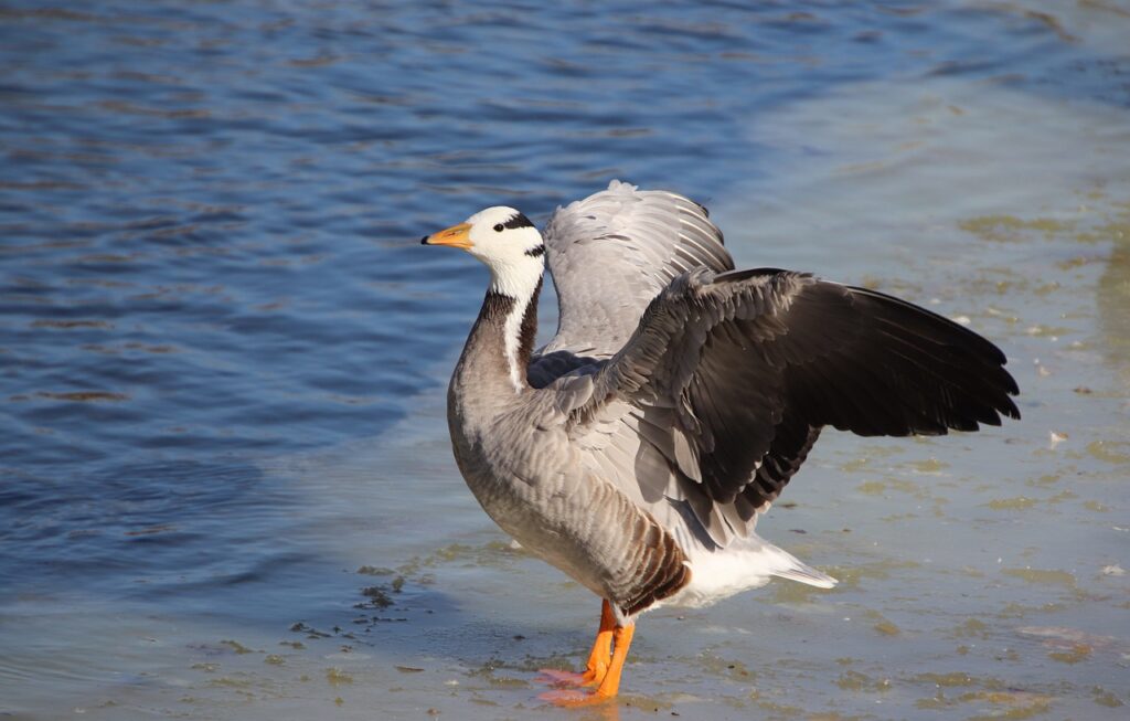 bar-headed goose, goose, frozen pond-6515827.jpg