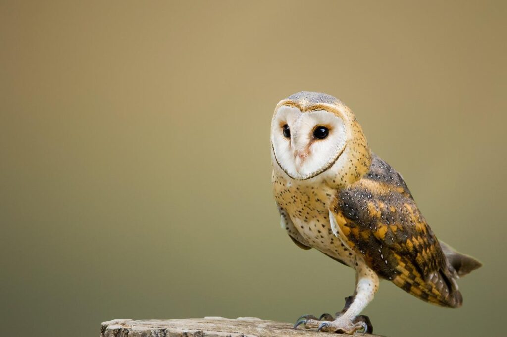 barn owl, bird, owl-2988291.jpg