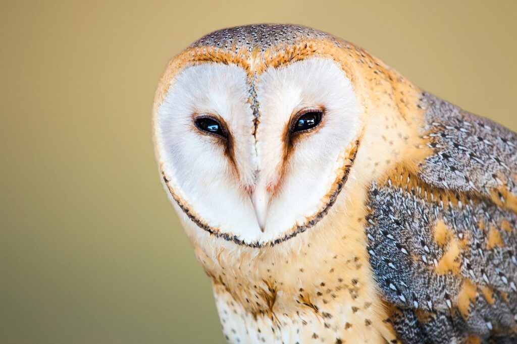 barn owl, owl, bird-3052382.jpg