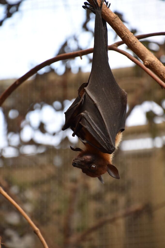 bat, giant, night-3730793.jpg