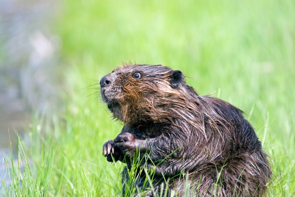 beaver, pond, wildlife-1448389.jpg