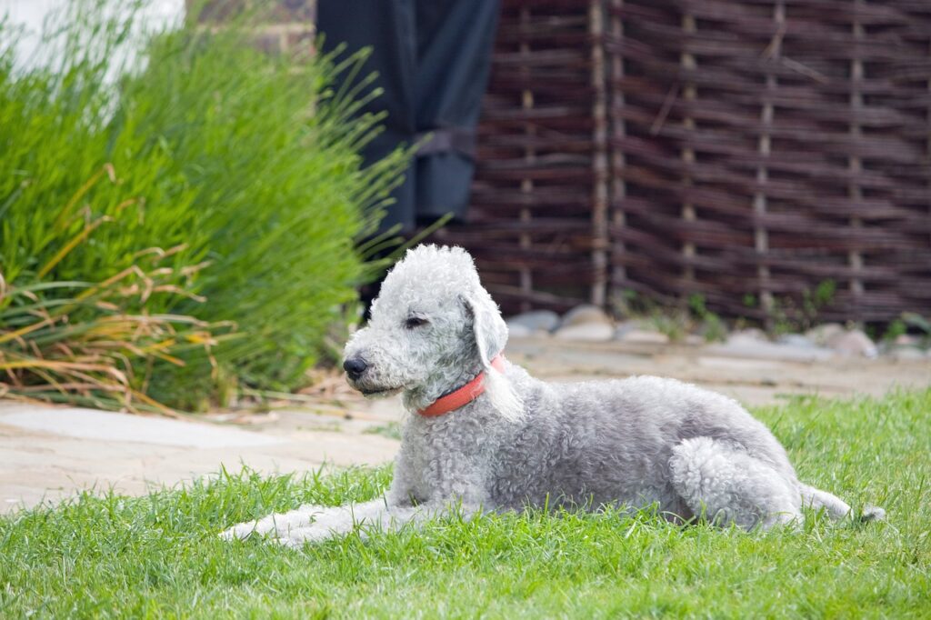 bedlington terrier, dog, canine-76572.jpg