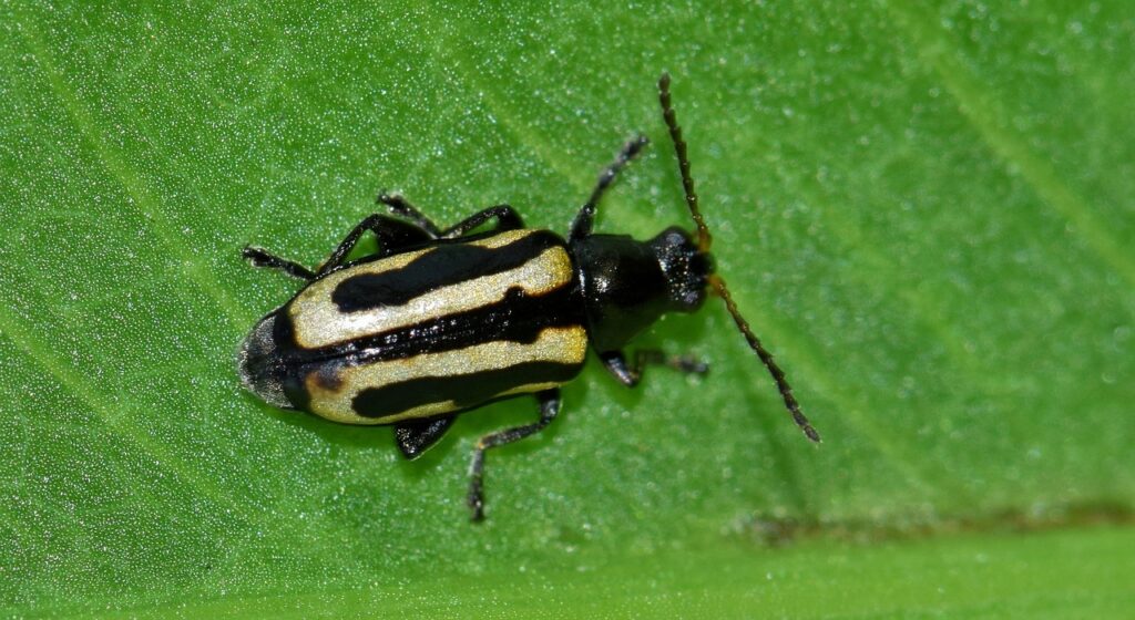 beetle, flea beetle, alligatorweed flea beetle-1575703.jpg