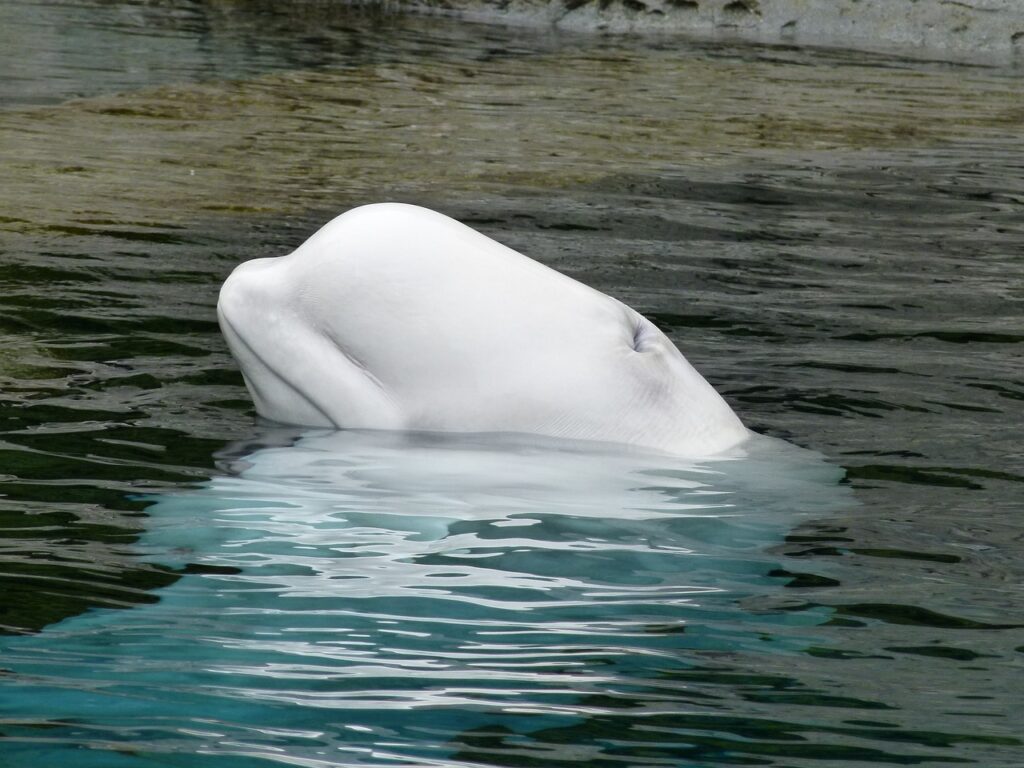 beluga whale, ocean mammal, animal-170101.jpg
