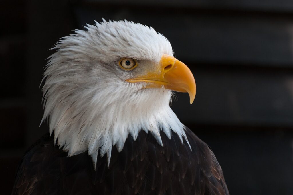 bird, eagle, head-341898.jpg