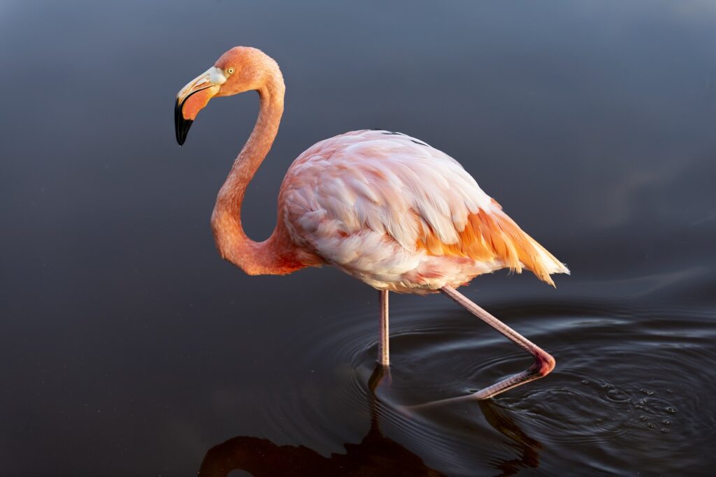 bird, flamingo, ornithology-4493419.jpg