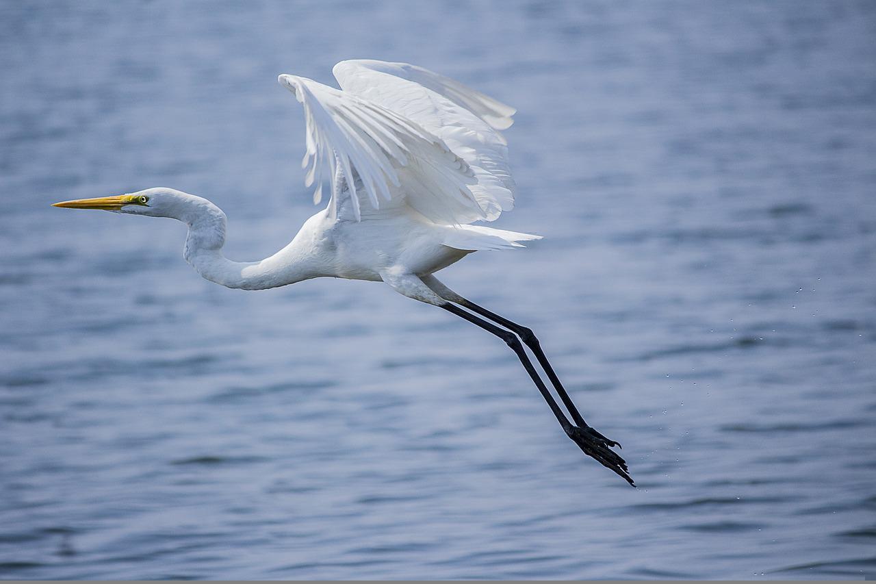 15 Animals With Long Necks (With Pictures) - Animallot