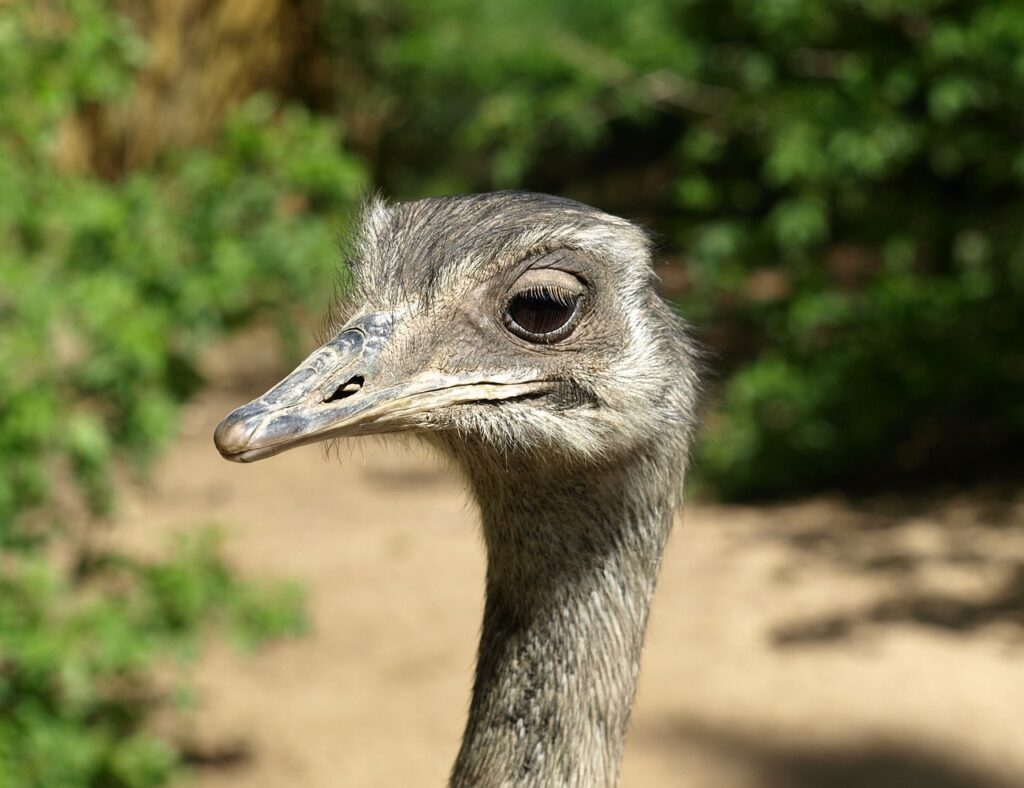 bird, head, rhea bird-327583.jpg