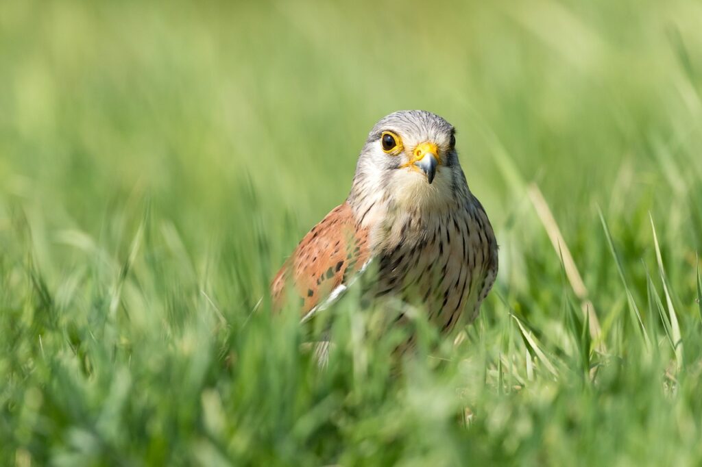 bird, kestrel, ornithology-4173109.jpg