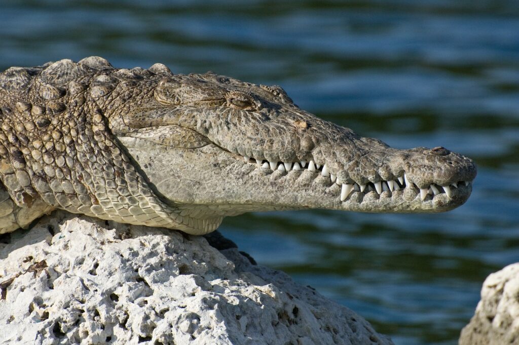 biscayne national park, florida, american crocodile-80457.jpg