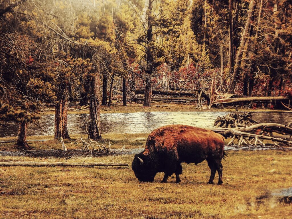 bison, animal, pasture-1931967.jpg