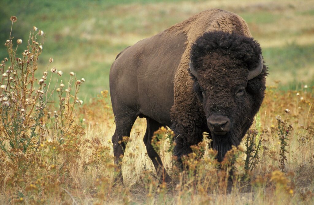 bison, buffalo, beef-60592.jpg