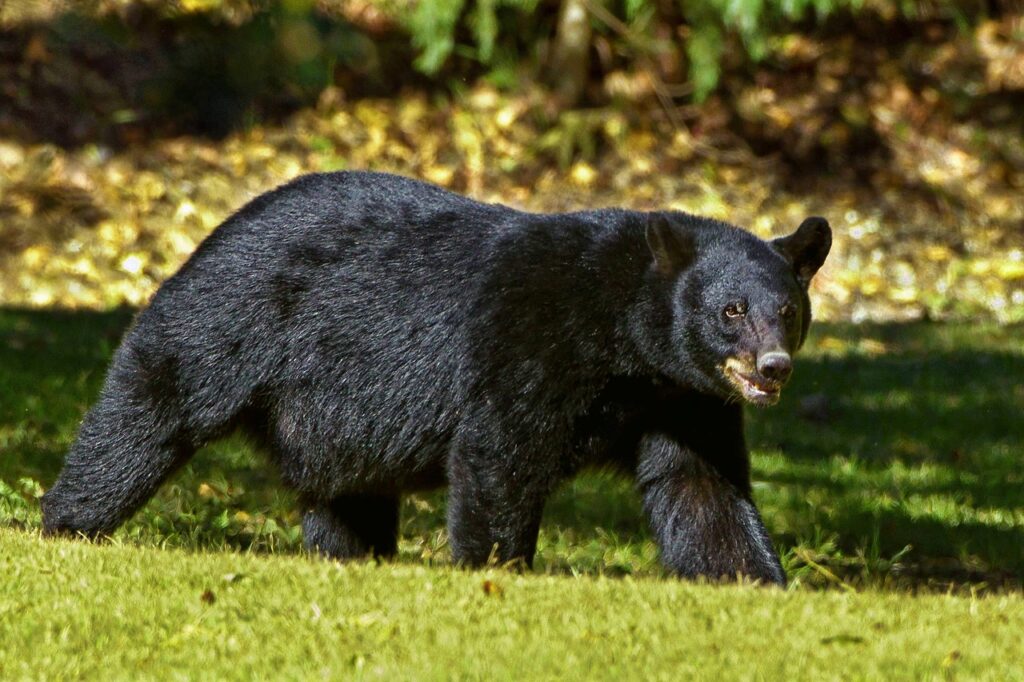 black bear, bear, louisiana-937037.jpg