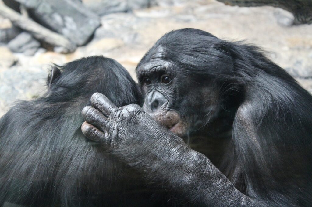 bonobo, primates, apes-4917396.jpg