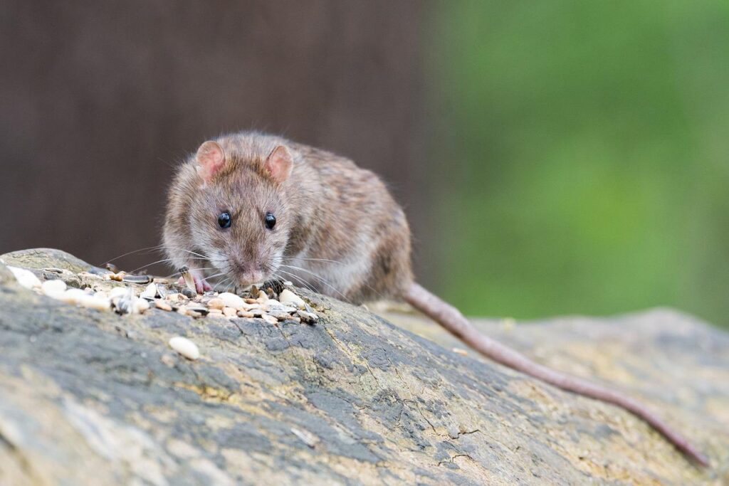 brown rat, animal, rodent-2115585.jpg
