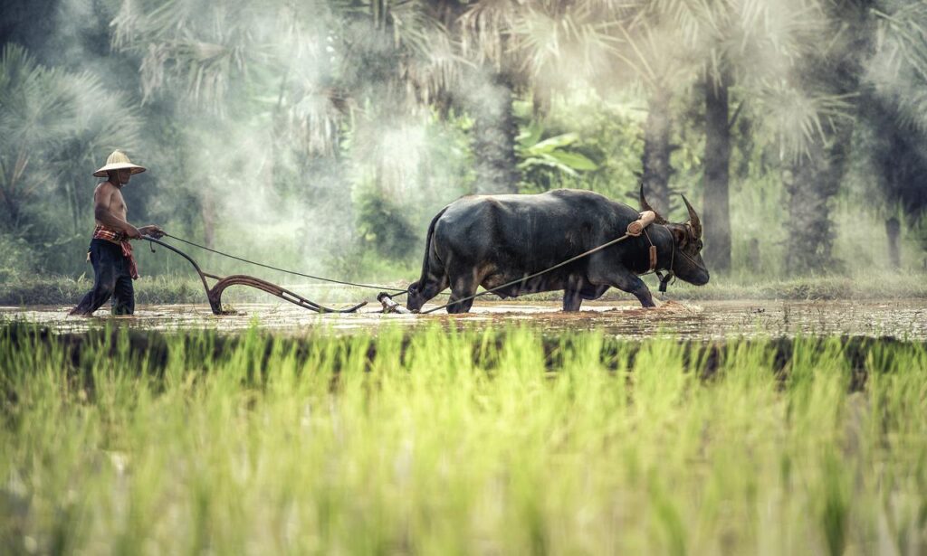 buffalo, farmer, cultivation-1822574.jpg