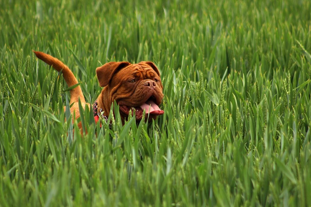 burgundy, mastiff, dog-869032.jpg