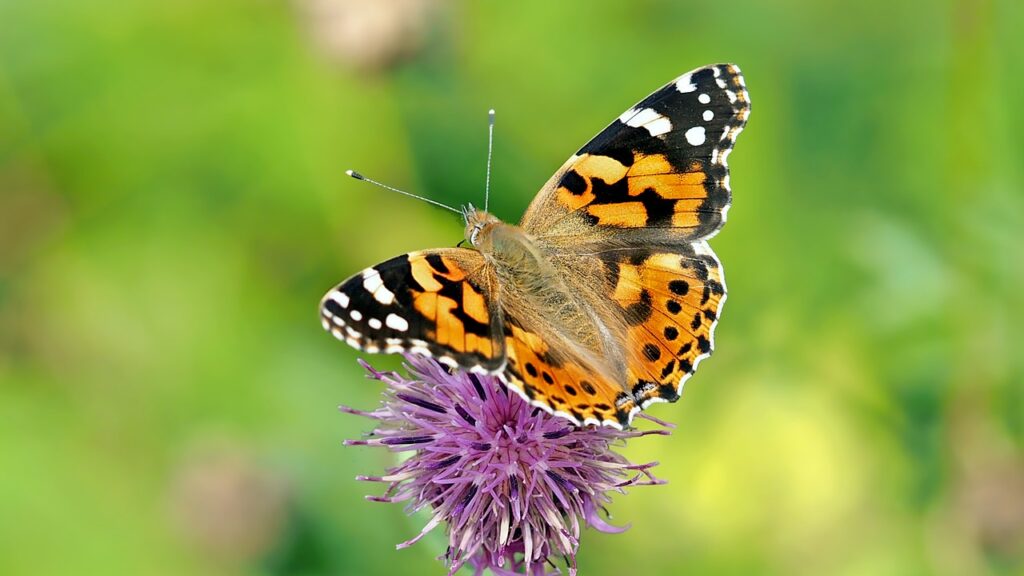 butterfly, flower, pollinate-1568926.jpg