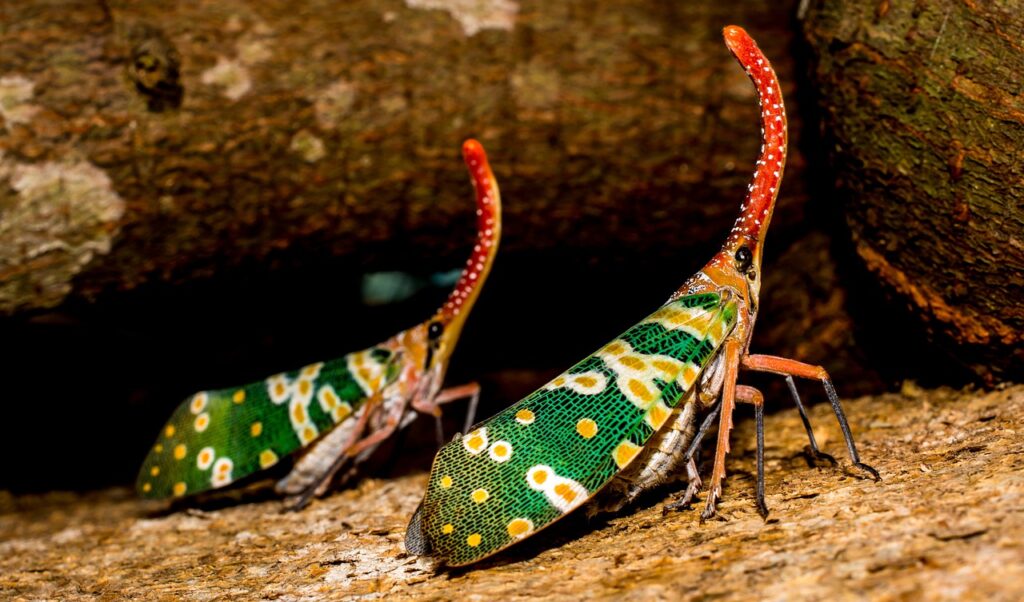 canthigaster cicada, fulgoromorpha, insect-327813.jpg