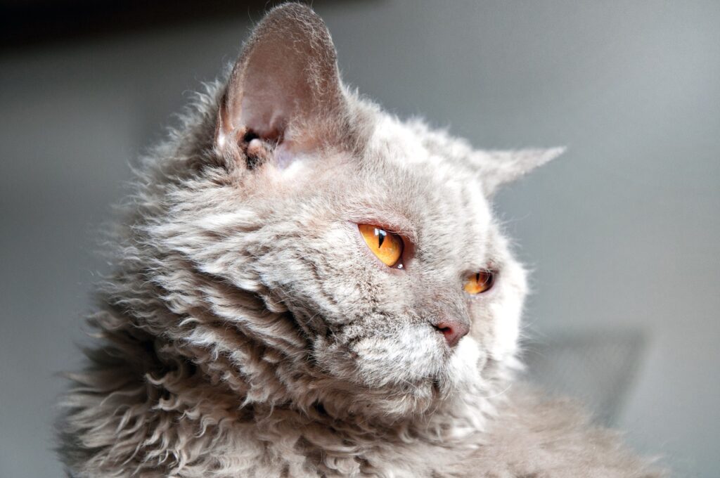 cat, selkirk rex, view-3658344.jpg