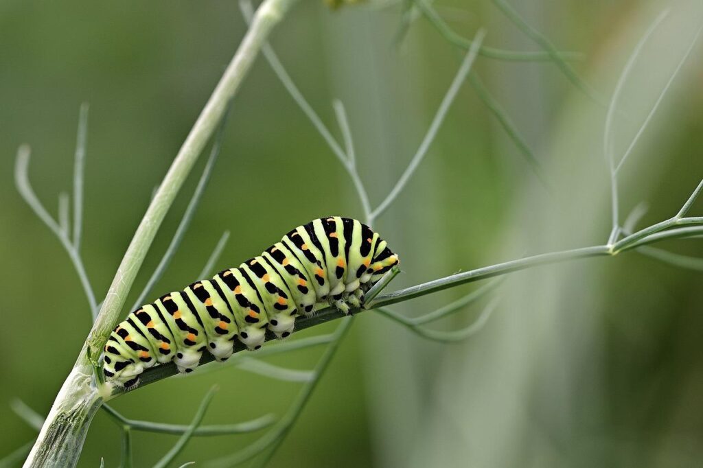caterpillar, dovetail, insect-6387049.jpg