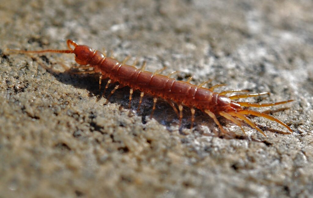 centipede, creep, worm-8695.jpg
