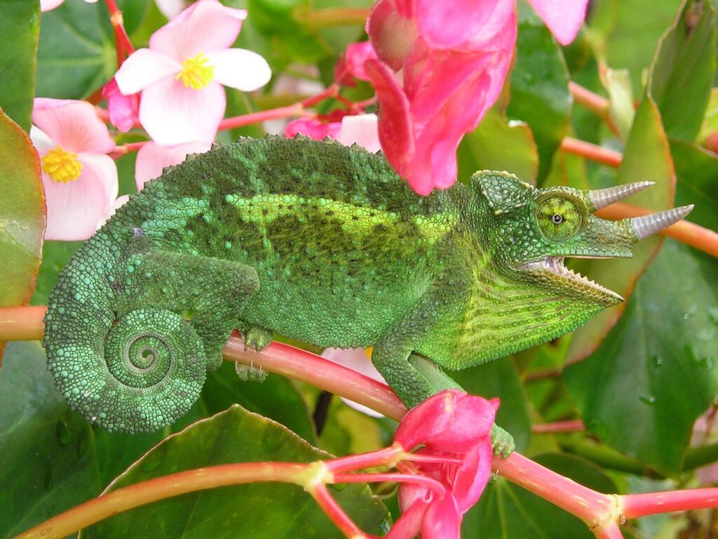 chameleon, three horned chameleon, chamaeleo jacksonii-63148.jpg
