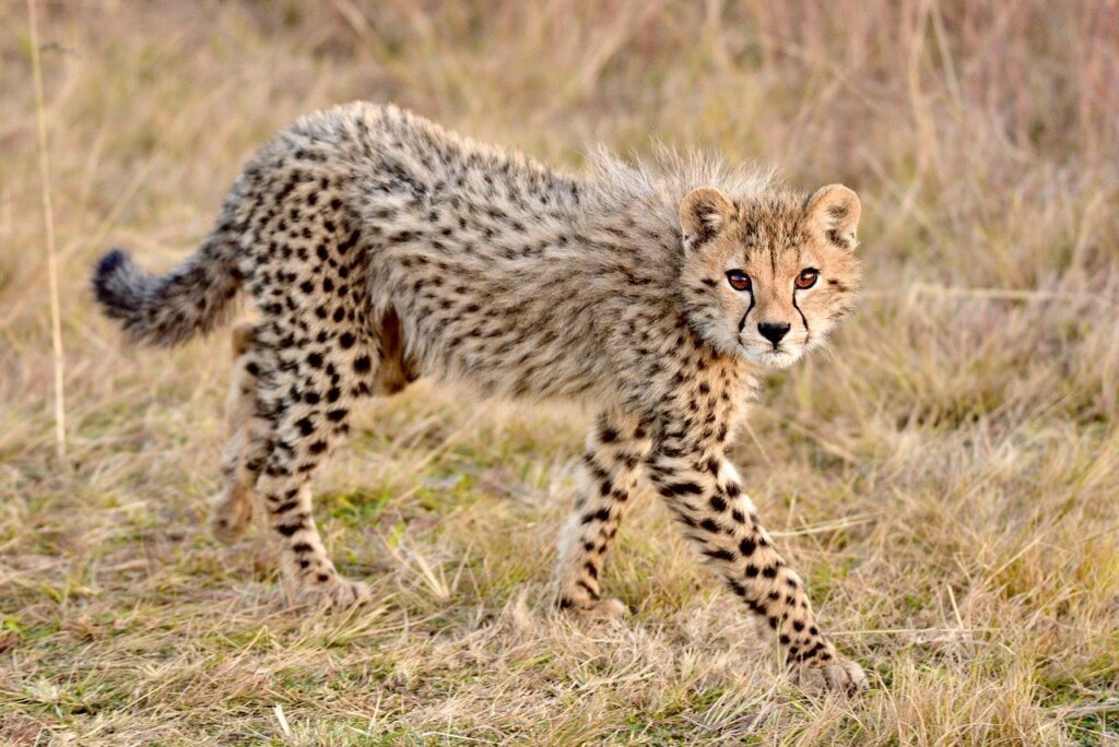 cheetah, africa, safari-7277665.jpg