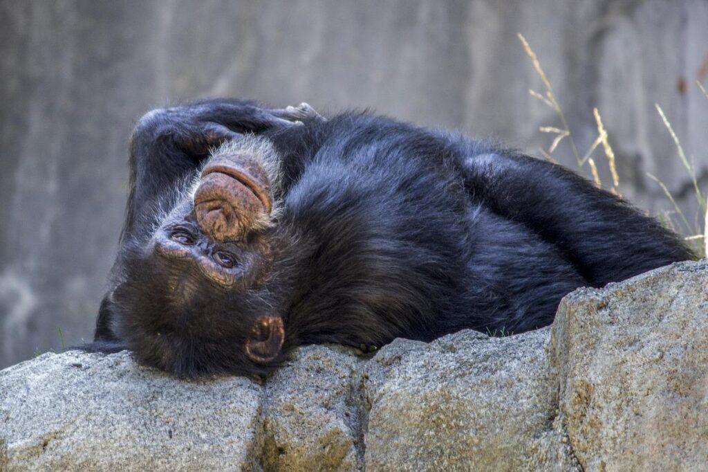 chimpanzee, monkey, ape-1733604.jpg