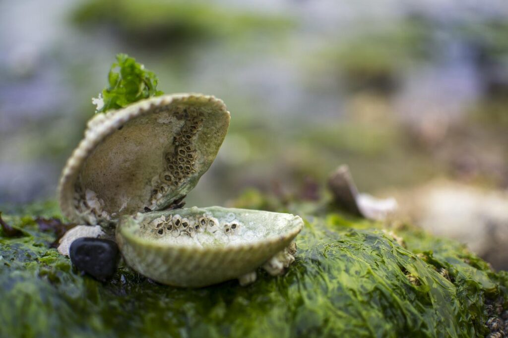 clam, shell, sea-2610321.jpg