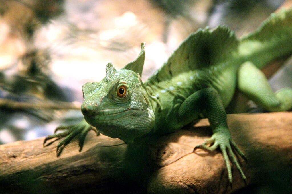 common basilisk, lizard, basilisk-2252832.jpg