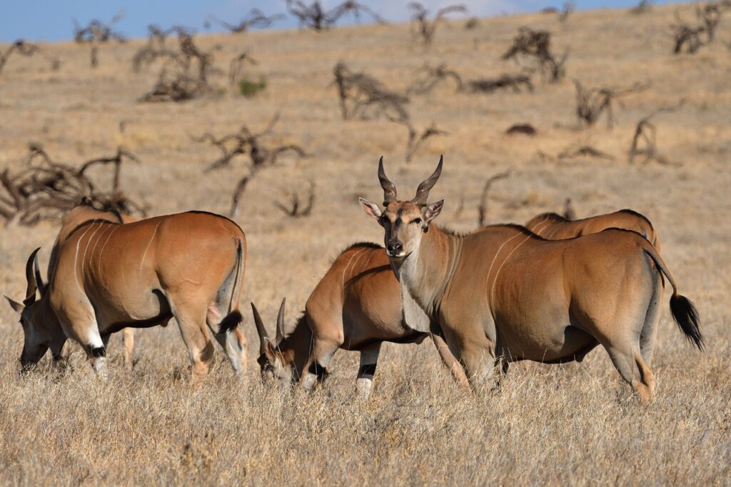 common eland, eland, southern eland-7257342.jpg