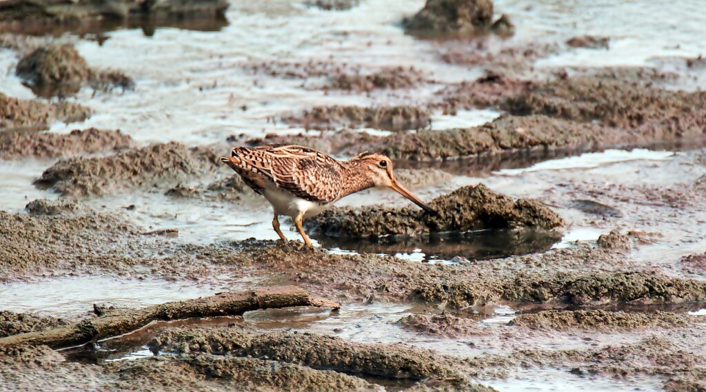 common snipe, wild, bird-4606276.jpg