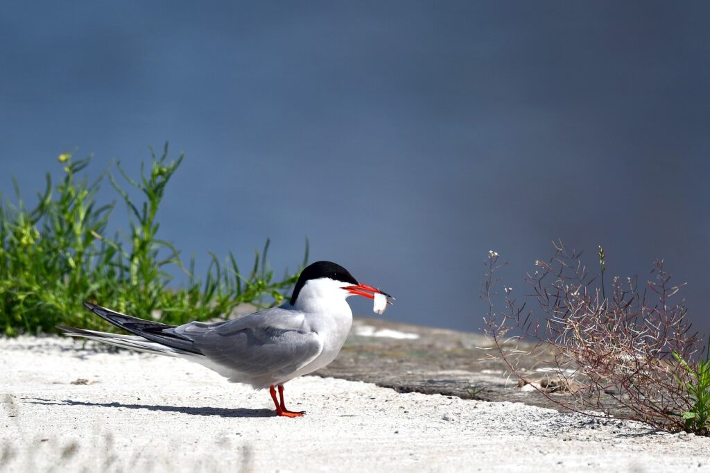 common tern, bird, tern-7259750.jpg