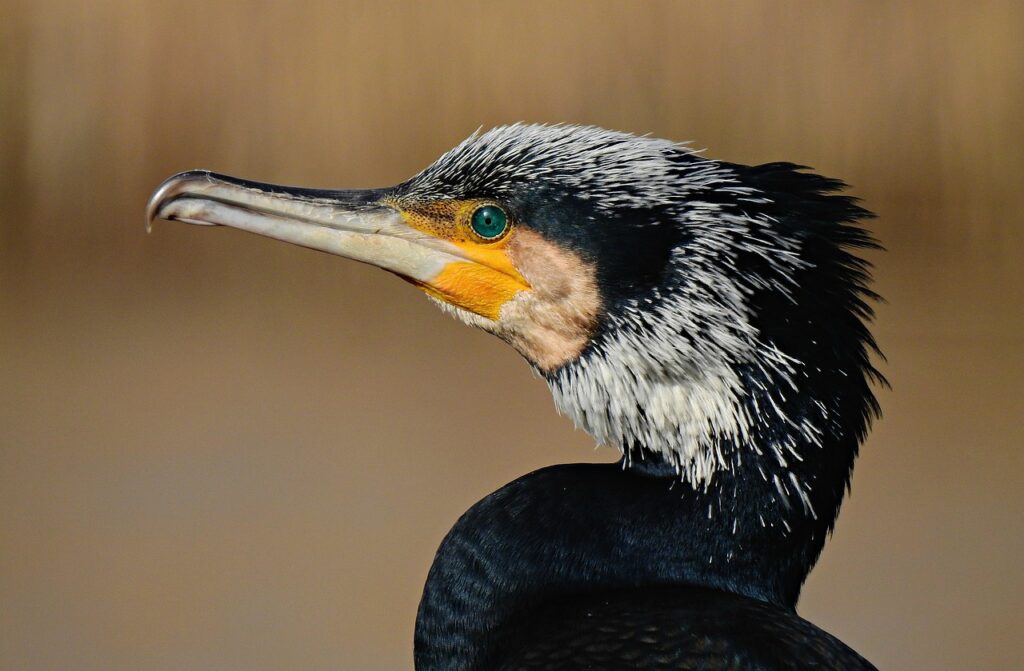 cormorant, water bird, animal-5252752.jpg
