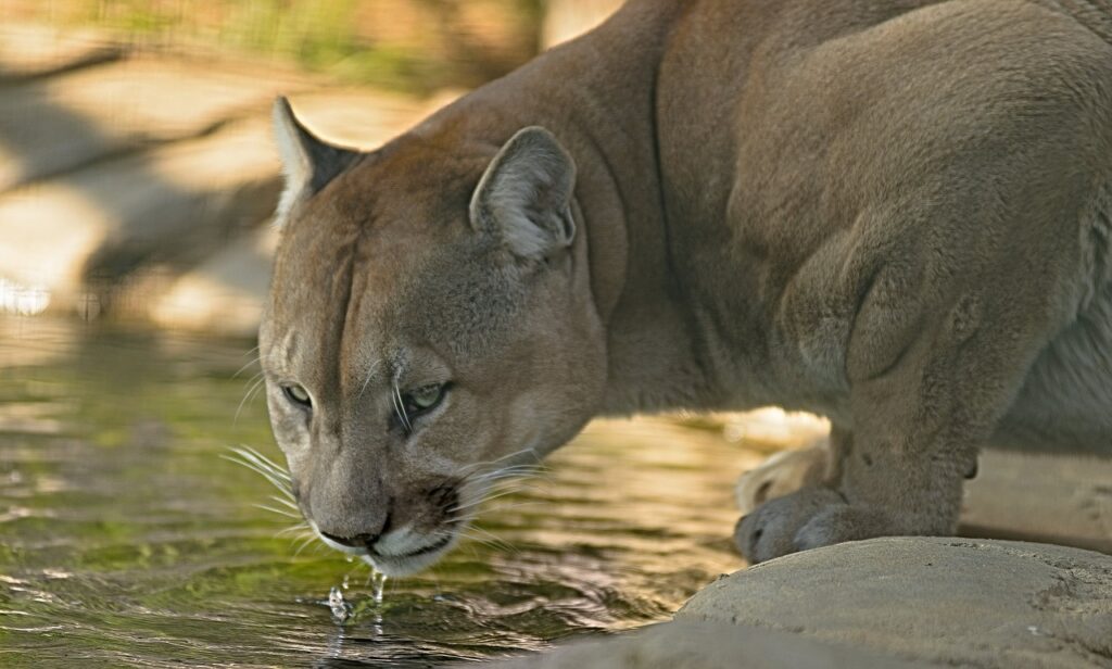 cougar, drink, water wild-2808198.jpg
