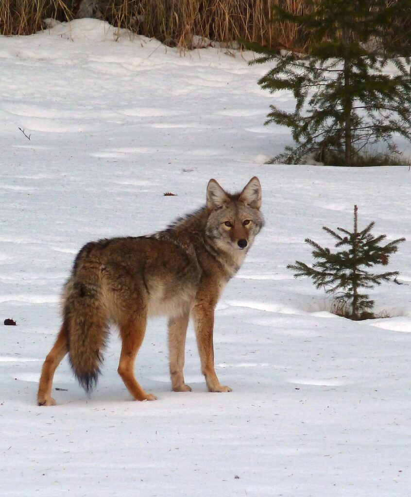 coyote, canis latrans, animal-57490.jpg