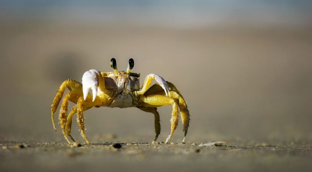 crab, beach, sand-1990198.jpg