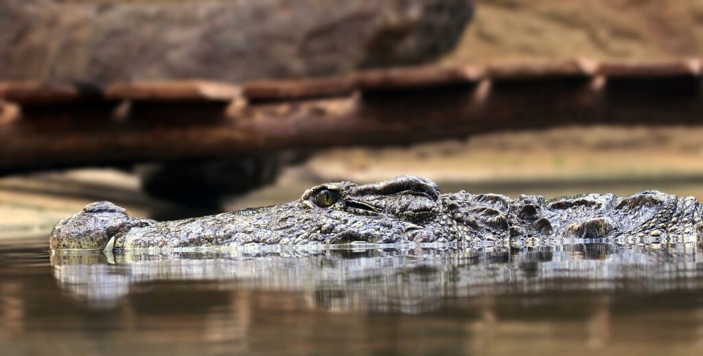 crocodile, alligator, reptile-4017958.jpg