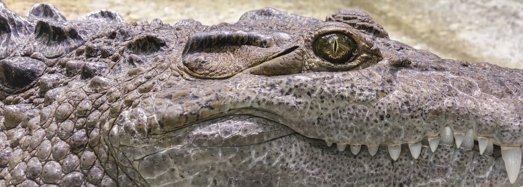 crocodile, alligator, teeth-1660537.jpg