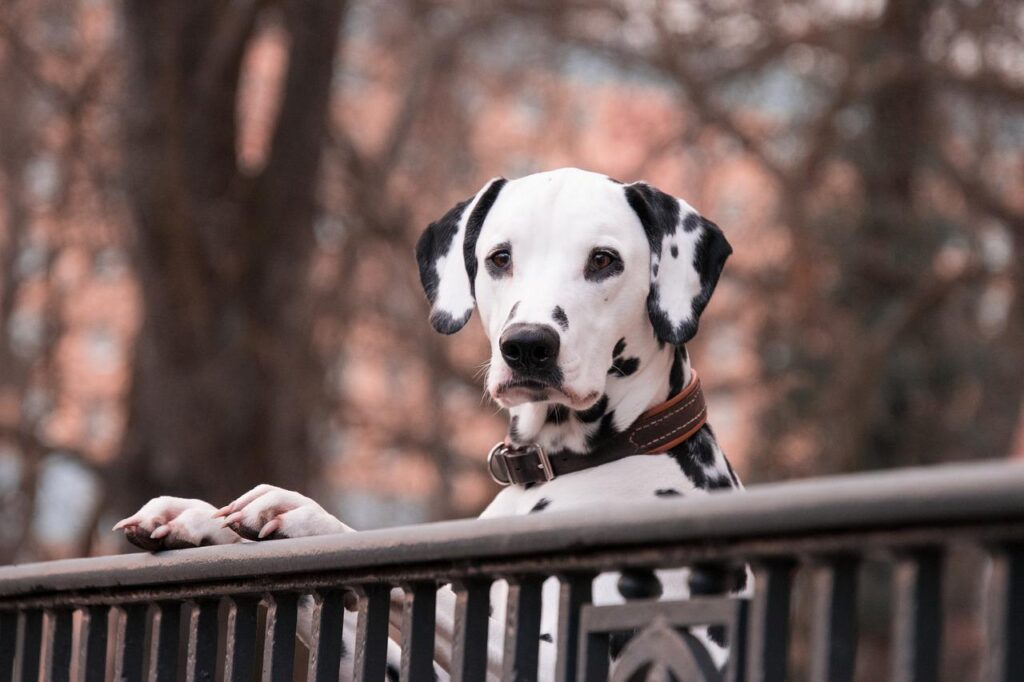 dalmatian, dogs, domestic animal-3210166.jpg