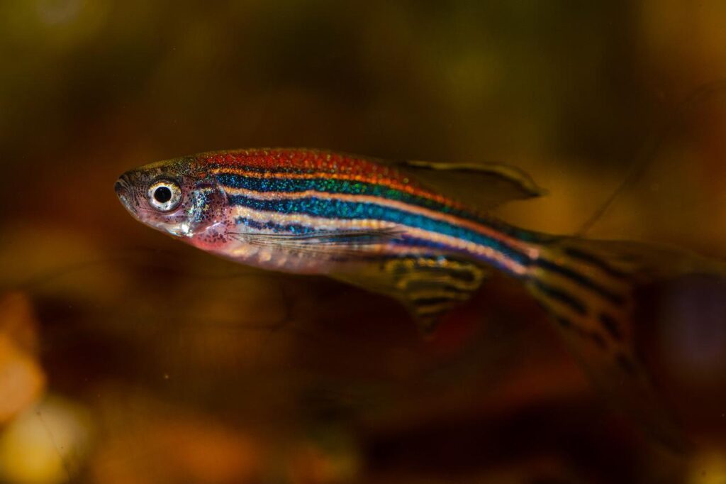 danio rerio, zebrafish, fish-4996610.jpg