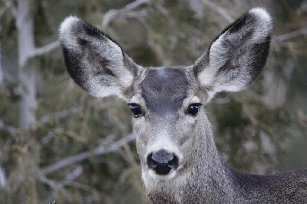 deer, doe, wildlife-702694.jpg