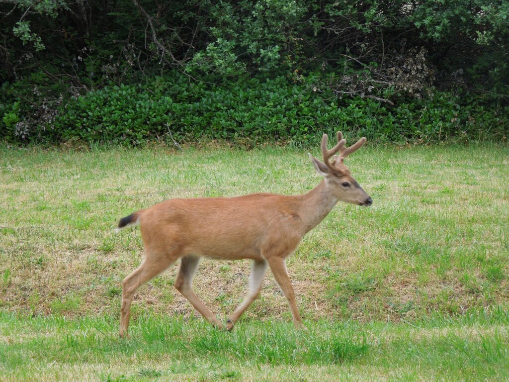 deer, running, field-196469.jpg
