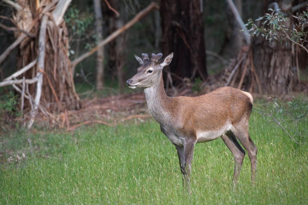 deer, sambar deer, rusa unicolor-6914805.jpg