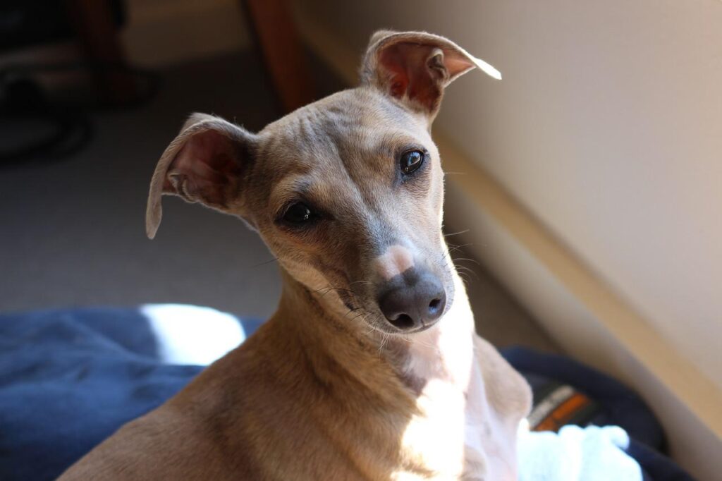 dog, italian greyhound, greyhound-2636368.jpg