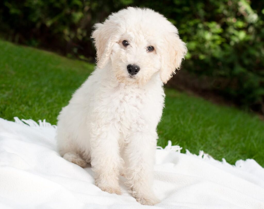 dog, puppy, labradoodle-1196641.jpg