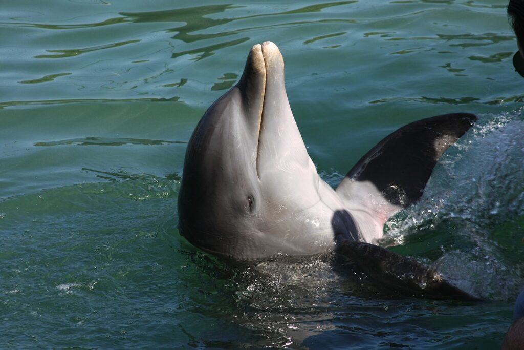 dolphin, marine life, nature-887247.jpg